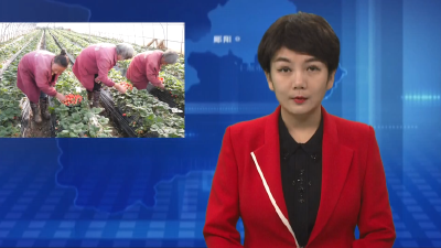 柳陂镇：草莓抢“鲜”上市 开启“莓”好时光