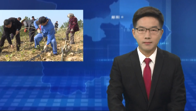 青山镇万亩茶园秋冬管护正当时