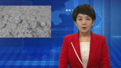 世界罕见！郧阳区发现三枚结晶恐龙蛋化石