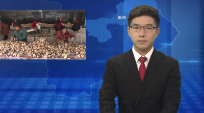 郧阳区：5600万棒香菇书写乡村振兴新答卷