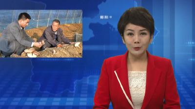 王君：郧阳“松茸大王”的致富梦