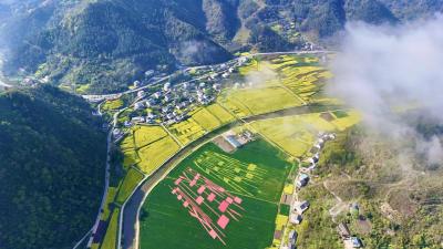 快看！春日的金色花海，吹到了郧阳五峰→