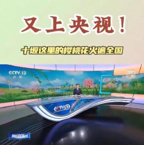 又上央视！十堰这里的樱桃花火遍全国