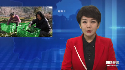 五道岭村：引进特色种植 四季鲜蔬俏销