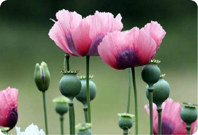 禁种铲毒，你知道多少？