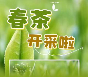 早春第一“鲜”！郧阳春茶开采啦~