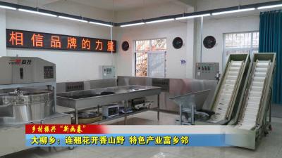 大柳乡：连翘花开香山野  特色产业富乡邻