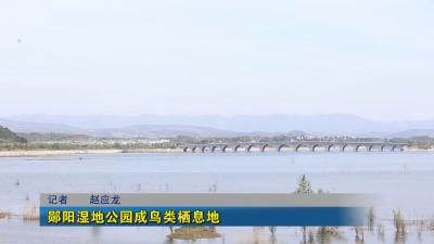 郧阳湿地公园成鸟类栖息地