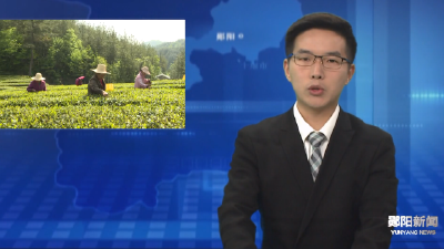 白桑关镇高源村：新茶吐新芽 采茶助增收