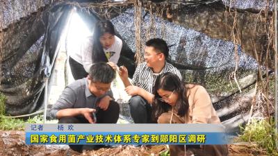 国家食用菌产业技术体系专家到郧阳区调研