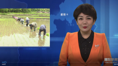 郧阳胭脂稻开插稻秧