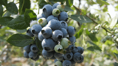 甜！属于夏天的“莓”好味道来了...