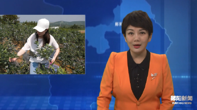 青曲镇杨家沟村：千亩蓝莓喜获丰收