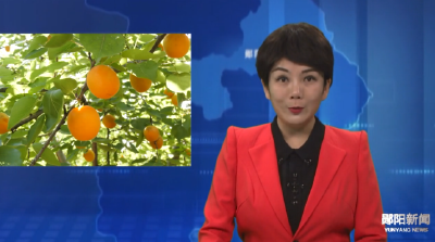 杏果飘香季 尝鲜正当时