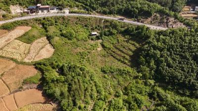 乡村振兴新画卷 | 堰河村：一片神仙叶串起致富产业链