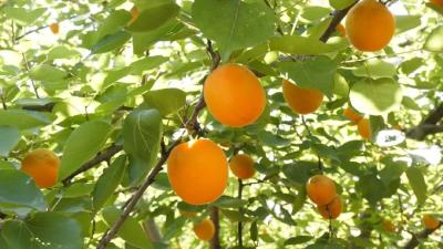 乡村振兴新画卷| 杏果飘香季 尝鲜正当时