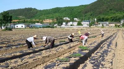 乡村振兴新画卷 | 五峰乡：抢抓农时移栽菊花