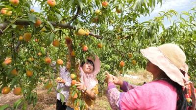 乡村振兴新画卷 | 淘沟河村：黄桃丰收笑开颜