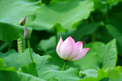 夏日浪漫！郧阳“荷”你有约→