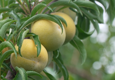 Wow！这个夏季，甜蜜如“李”！