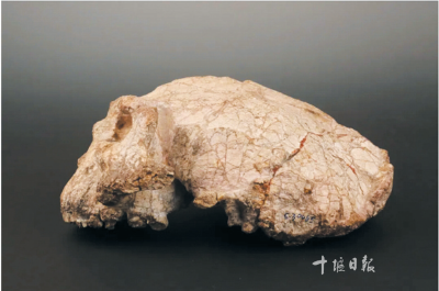 毫无悬念！“郧县人”颅骨化石，入选！