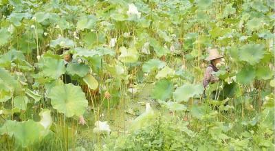 乡村振兴新画卷 | 藨湖村：三产融“荷”助增收