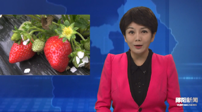 柳陂镇草莓抢“鲜”上市