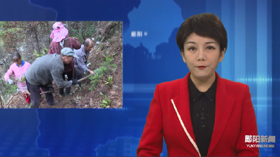 叶大乡：昔日深山“绿草草”  今日群众增收“金叶叶”