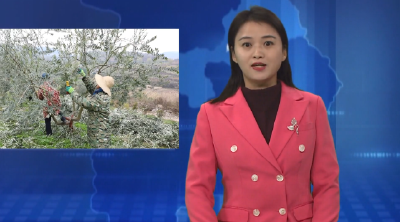 安阳湖油橄榄基地积极做好冬季油橄榄管护