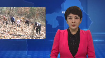 白桑关镇：林下经济焕发活力 生态产业助力发展