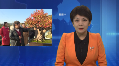 湖北省乡村振兴十堰市盆景艺术展在郧阳区开幕