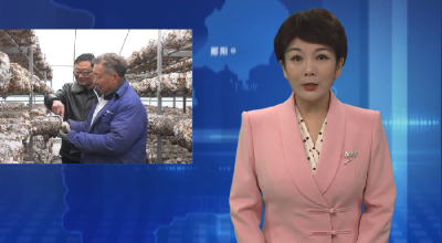 郧阳香菇种出“优等生” 花菇率突破95%