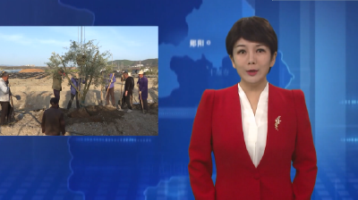 郧阳区油橄榄苗木孵化基地开展母树移栽