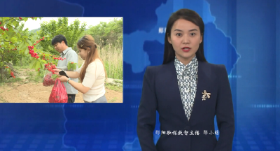 青山镇：茶香樱桃熟  游客采摘忙