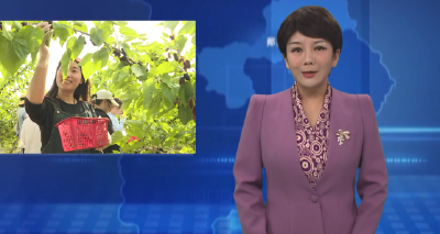 桑葚挂满枝 采摘正当时