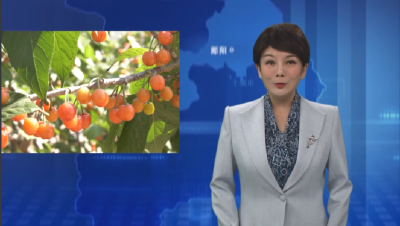 安阳镇樱桃甜蜜上市