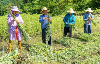 这些端午“元素”在秭归“做大做强”！