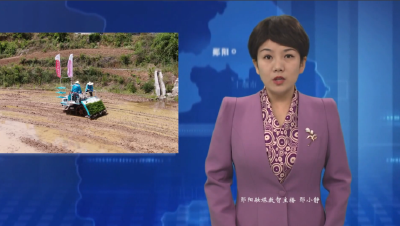 白桑关镇：智能育秧+全链托管  打造“白桑香米”地域品牌