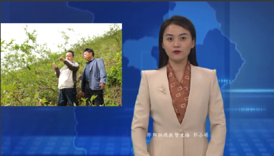 大柳乡开展“大柳连翘”道地药材认证工作