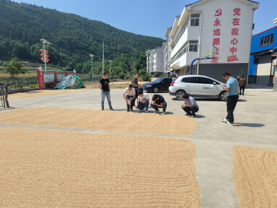 郧阳区发改局高质量完成2025年夏粮收购扦样工作
