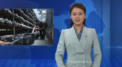 任少年：香菇棚里种天麻  “一棚两用”促增收