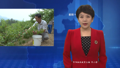 青曲镇红门铺村：百亩蜜桃“甜蜜”上市