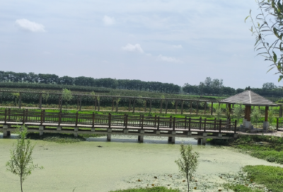 弘扬三大精神 奋力建成支点 | 铭记与传承——重访簰洲湾