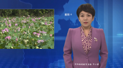 【好山好水育优品】安阳镇藨湖村：荷花盛放  莲蓬正甜