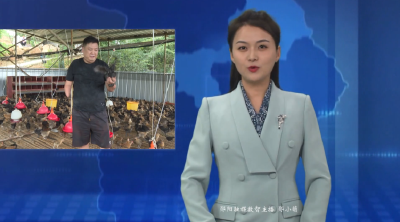 【乡村振兴新农人】邓国平：养好乌骨鸡 带富众乡亲
