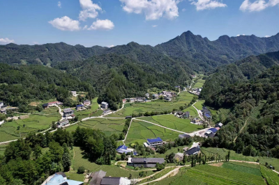 党建“红链”串起鹤峰茶乡“绿金梦”