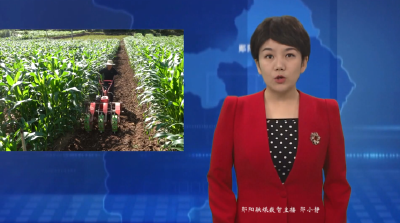 大柳乡：定制农机节省劳力  复合种植互补增产