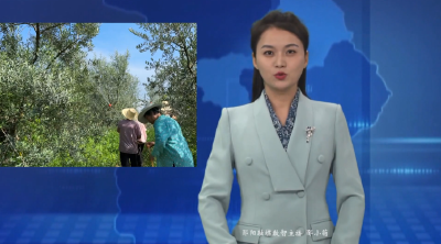 【好山好水育优品】安阳镇：油橄榄产业结硕果 橄榄油加速出山
