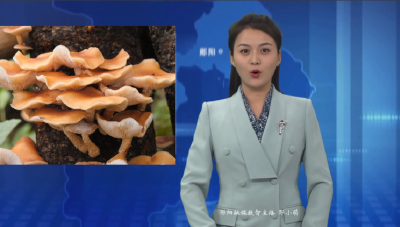 【林下经济点“绿”成“金”】白桑关镇：全链发力 擦亮野生菌特色品牌
