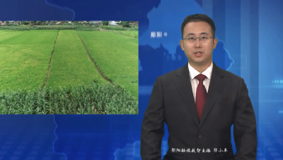 【可感可及看民生】郧阳区：建高标准农田 破“靠天吃饭”困局